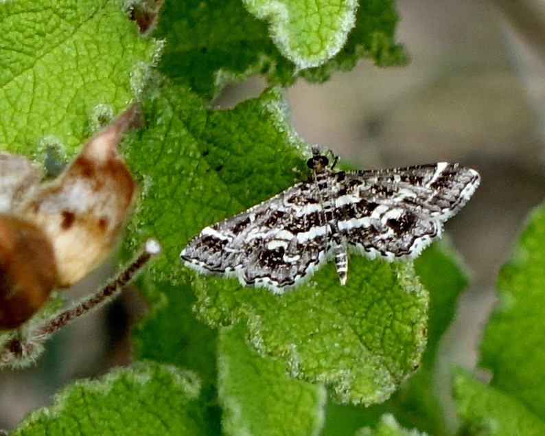 diasemiopsis ramburialis